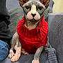 sphynx_cat, cat, pet, animal, indoor, red_sweater, knitwear, gray_blanket, close_up, wrinkled_skin, large_ears, green_eyes, feline, cute, domestic_animal, portrait, sitting, cozy, texture, home