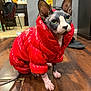 Smokey joined the competition — help win amazing prizes! sphynx_cat, cat, hairless_cat, red_jacket, pet_clothing, indoor, wooden_floor, green_eyes, curious, pet, animal, feline, domestic_cat, flooring, household, kitchen, furniture, coat, clothing, ears