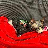 Smokey is registered to the contest to win money with this photo: sphynx_cat, cat, pet, feline, hairless_cat, blanket, red_blanket, clothing, jersey, mexico, indoor, cozy, resting, couch, gray_background, texture, animal, cute, relaxed, ears