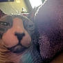 Smokey is registered to the contest to win money with this photo: cat, sphynx_cat, close_up, indoor, blanket, purple, furry_texture, pet, animal, wrinkled_skin, soft_lighting, window, cozy, relaxed, feline, ear, nose, face, resting, blurred_background
