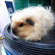 Sahara participe au concours pour gagner de l'argent avec cette photo : fawn, guinea_pig, hamster, mammal, mouse, muroidea, rodent, whiskers