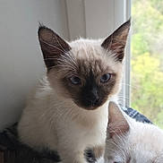 Dïdo a rejoint le concours — aidez-le/la à gagner de superbes lots ! cat, kitten, animal, pet, blue_eyes, window, indoor, fur, cute, whiskers, young, curious, two_animals, mammal, domestic_animal, portrait, soft_light, close_up, playful, companions
