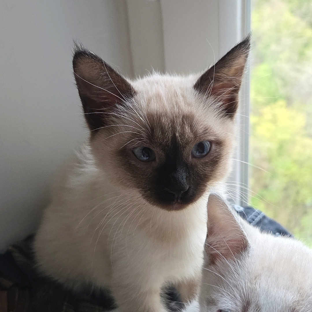 Dïdo a rejoint le concours — aidez-le/la à gagner de superbes lots ! cat, kitten, animal, pet, blue_eyes, window, indoor, fur, cute, whiskers, young, curious, two_animals, mammal, domestic_animal, portrait, soft_light, close_up, playful, companions