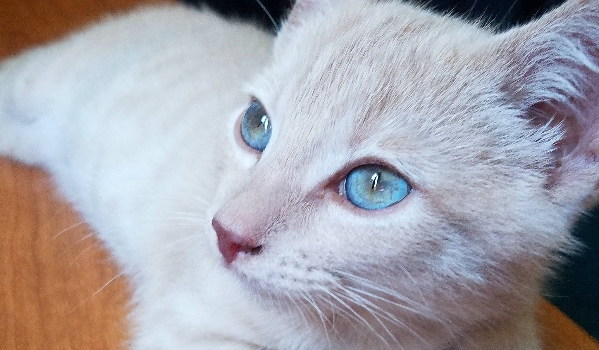 Cheetoh is registered to the contest to win money with this photo: asian, balinese, burmilla, carnivore, cat, colorpoint_shorthair, domestic_short_haired_cat, eye, felidae, fur, javanese, khao_manee, mammal, nose, ojos_azules, small_to_medium_sized_cats, snout, turkish_angora, vertebrate, whiskers