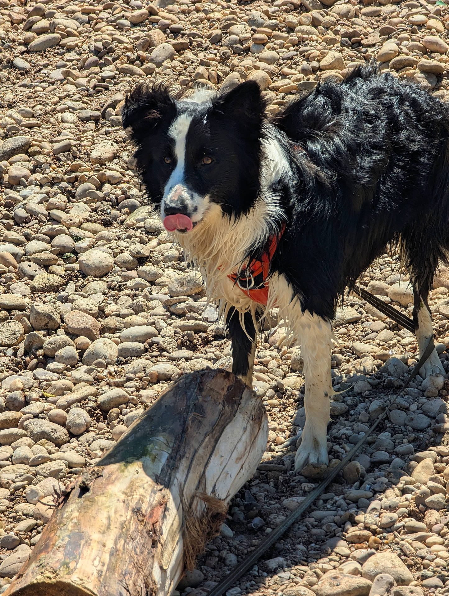 Vismo a rejoint le concours — aidez-le/la à gagner de superbes lots ! accessories, animal, canine, collie, dog, driftwood, flagstone, gravel, path, pebble, pet, plant, road, rock, rubble, slate, strap, tree, walkway, wood