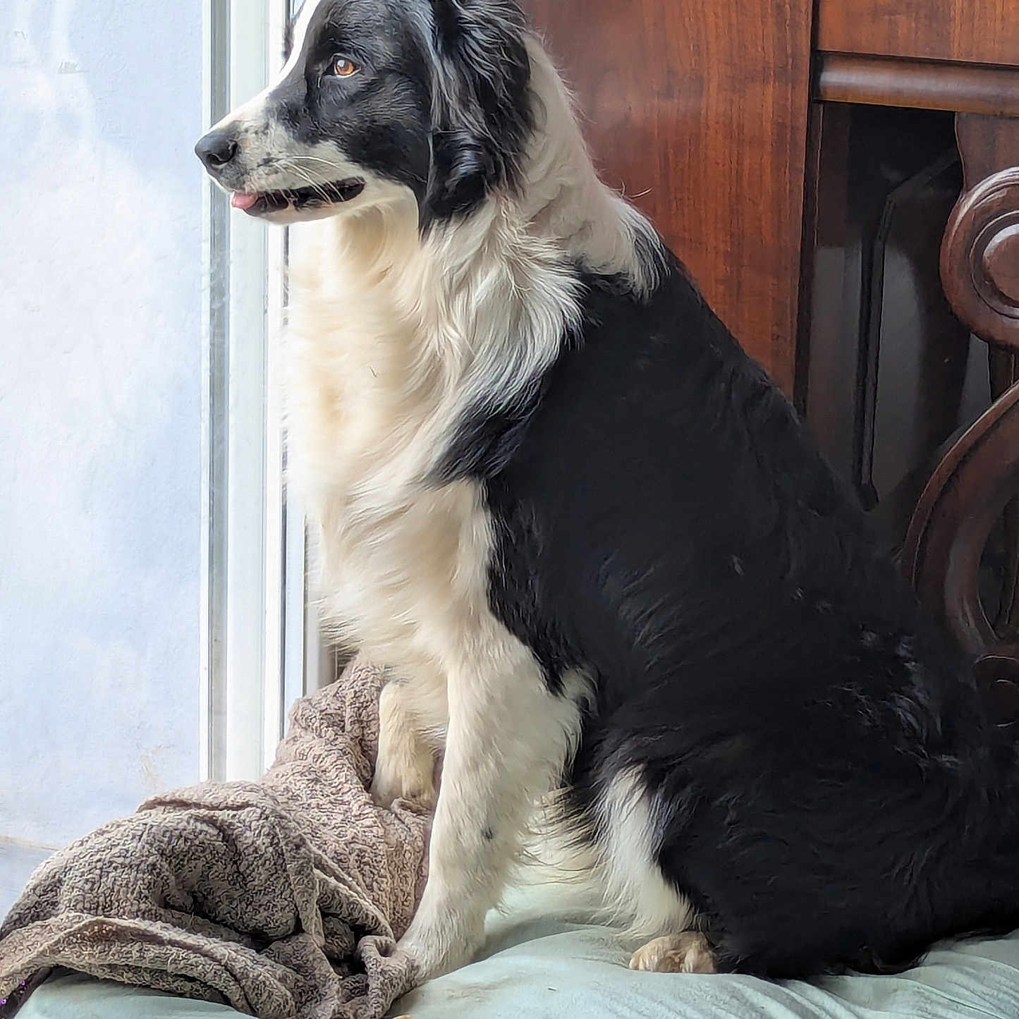 Vismo participe au concours pour gagner de l'argent avec cette photo : animal, armchair, blanket, canine, chair, cockerspaniel, collie, couch, cushion, dog, furniture, hardwood, homedecor, linen, machine, pet, puppy, terrier, wheel, wood