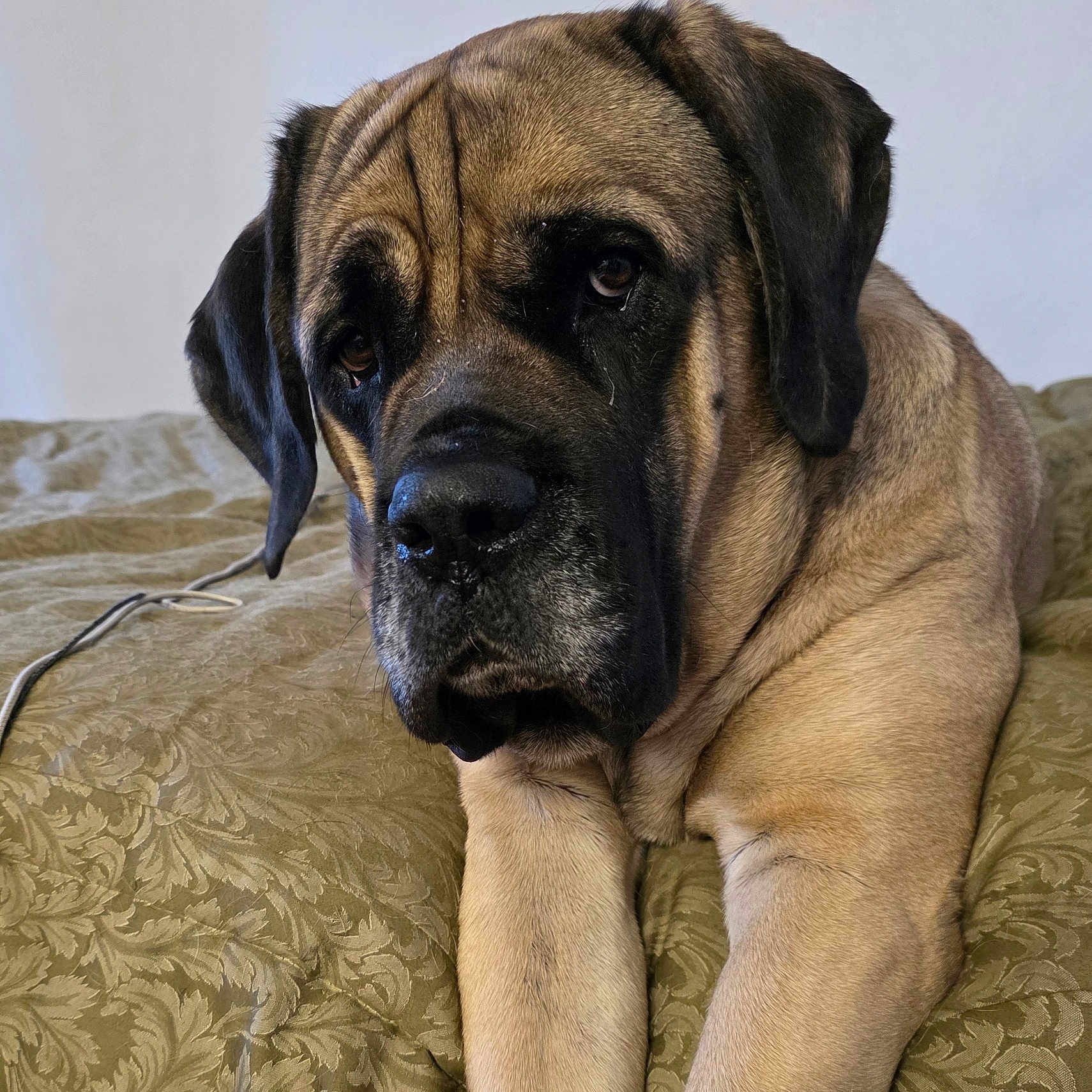Angel is registered to the contest to win money with this photo: animal, bedspread, canine, closeup, comfort, dog, ears, eyes, fur, furniture, indoor, large_dog, laying, muzzle, nose, paws, pet, portrait, resting, sleepy