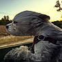 Darth Herman Iii is registered to the contest to win money with this photo: dog, white_dog, fluffy, car_window, sunset, outdoor, nature, fur, collar, wind, travel, road_trip, animal, pet, side_view, landscape, scenery, sky, trees, happy