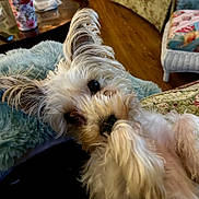 Blaze joined the competition — help win amazing prizes! dog, dogs, small_dog, white_dog, fluffy, long_hair, scruffy, pet, animal, indoors, home, blanket, plush_blanket, couch, furniture, floral, wood_floor, coffee_table, portrait, close_up