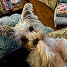 dog, dogs, small_dog, white_dog, fluffy, long_hair, scruffy, pet, animal, indoors, home, blanket, plush_blanket, couch, furniture, floral, wood_floor, coffee_table, portrait, close_up