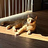 cat, orange_cat, pet, feline, animal, lying_down, relaxed, sunlight, sunbathing, indoors, wooden_floor, floor, window_blinds, shadows, striped_light, whiskers, ears, portrait, home, cozy