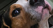 Scar participe au concours pour gagner de l'argent avec cette photo : dog, close_up, nose, whiskers, tricolor, brown, white, black, pet, animal, indoor, portrait, fur, canine, curious, looking_up, ears, face, snout, domestic