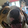 dog, close_up, tongue_out, nose, indoor, happy, pet, animal, smiling, blurred_background, canine, fur, mouth, whiskers, friendly, companion, domestic_animal, snout, playful, cute
