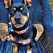 Nova Lynn joined the competition — help win amazing prizes! dog, black_and_tan, sitting, blue_chair, outdoor, fall_leaves, ears_up, collar, pet, animal, portrait, canine, nature, attentive, close_up, woven_chair, daylight, cute, fur, friendly