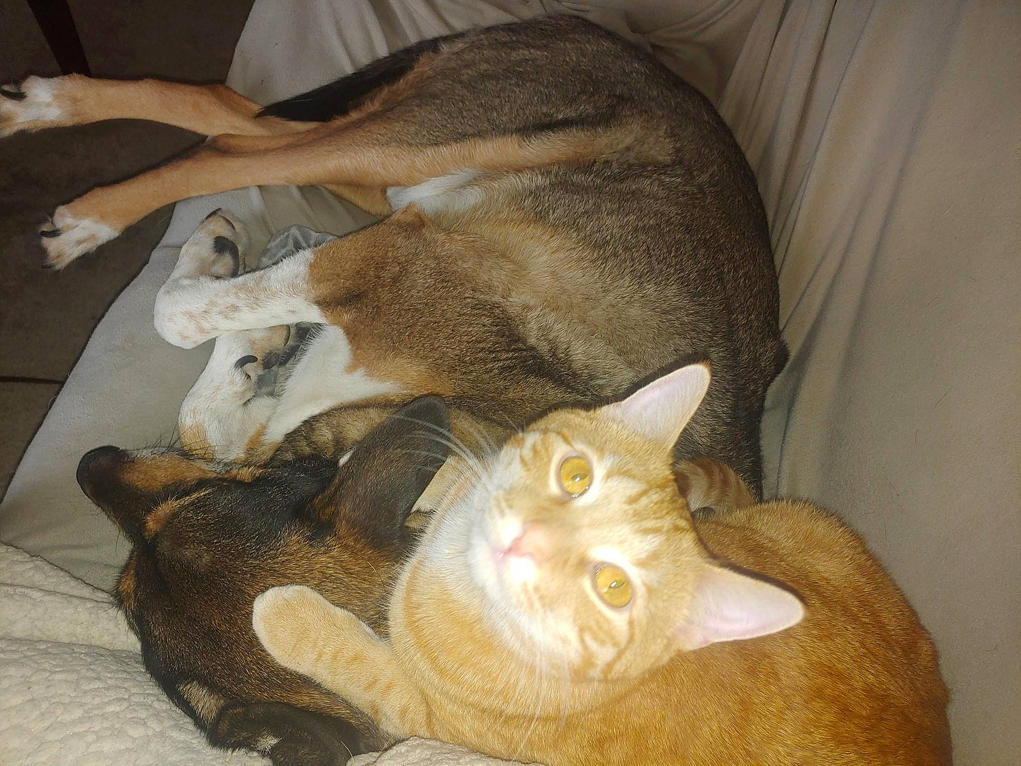 Fitz joined the competition — help win amazing prizes! carnivore, cat, cat_supply, comfort, domestic_short_haired_cat, fawn, felidae, flooring, fur, nap, paw, small_to_medium_sized_cats, snout, tail, terrestrial_animal, whiskers