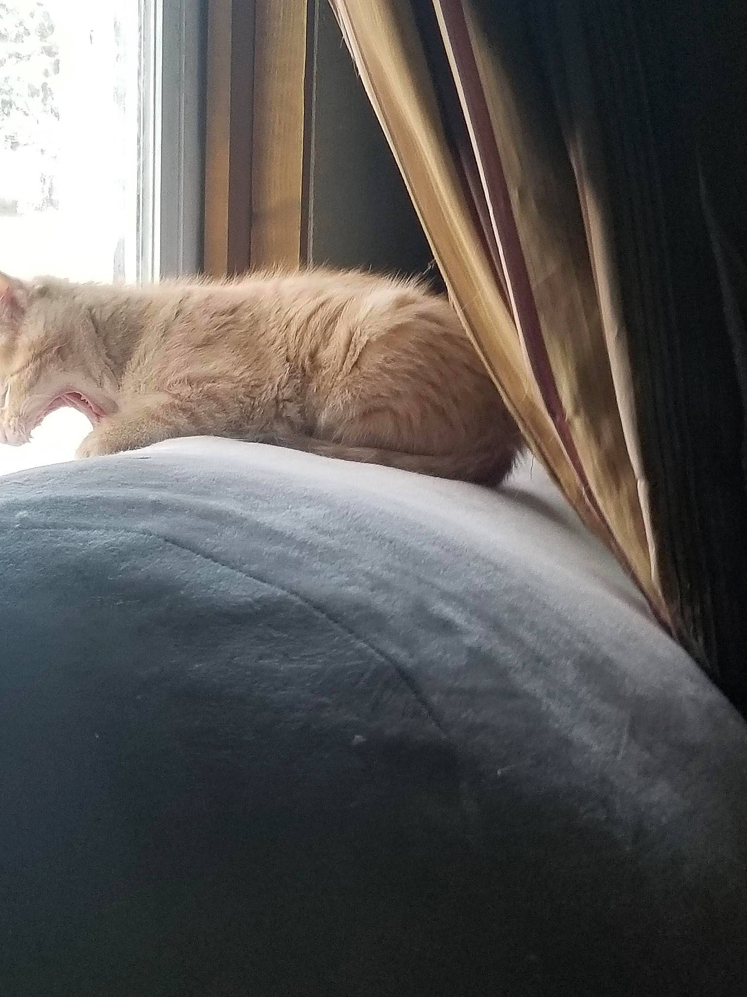 Fitz joined the competition — help win amazing prizes! automotive_exterior, automotive_lighting, automotive_tire, carnivore, cat, chair, cloud, comfort, fawn, felidae, human_leg, small_to_medium_sized_cats, snout, tail, tints_and_shades, vehicle_door, whiskers, window, windshield, wood