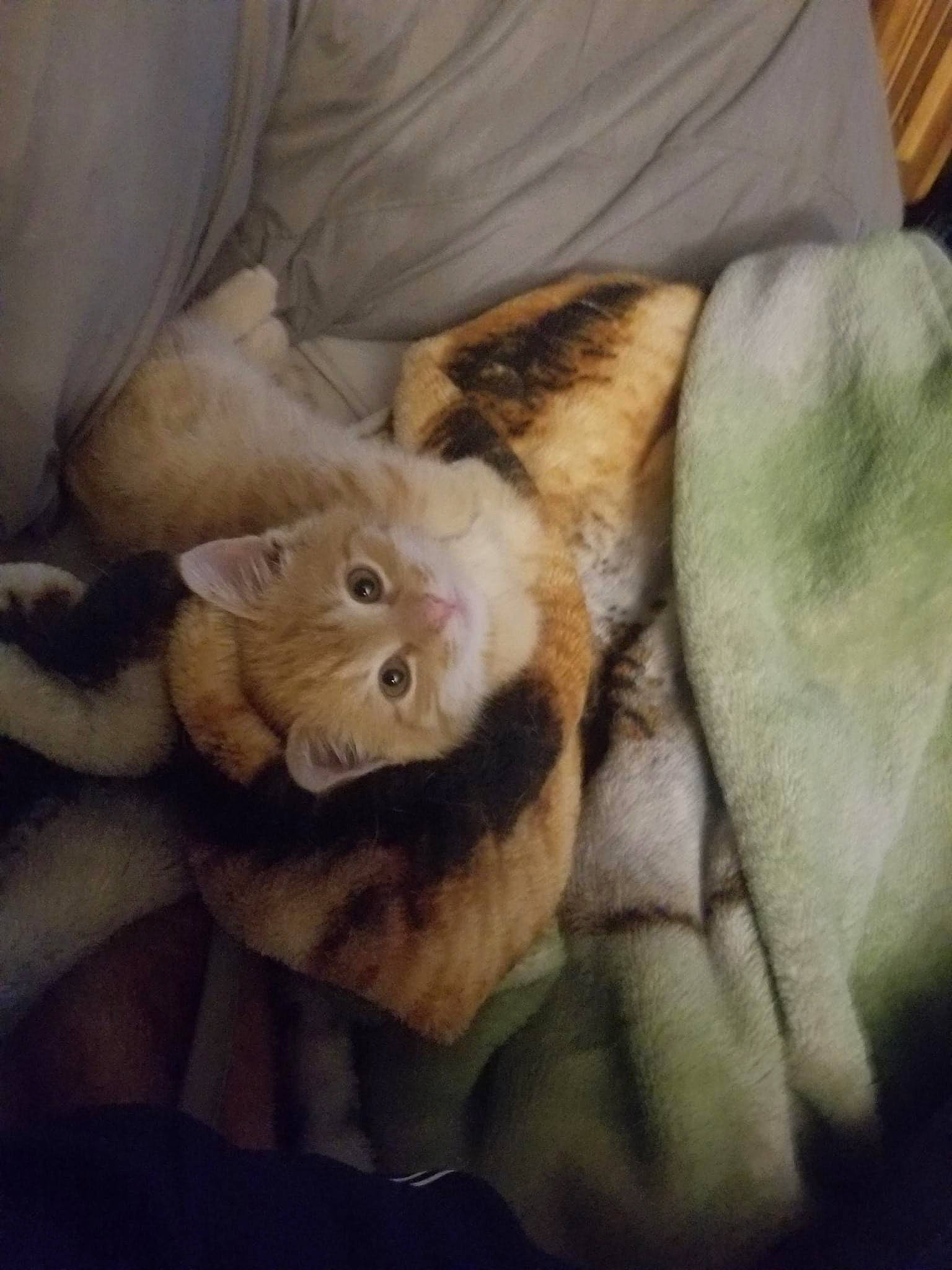 Fitz joined the competition — help win amazing prizes! bed, carnivore, cat, claw, cloud, comfort, companion_dog, dog_breed, domestic_short_haired_cat, ear, fawn, felidae, fur, gesture, linens, paw, small_to_medium_sized_cats, snout, tail, whiskers