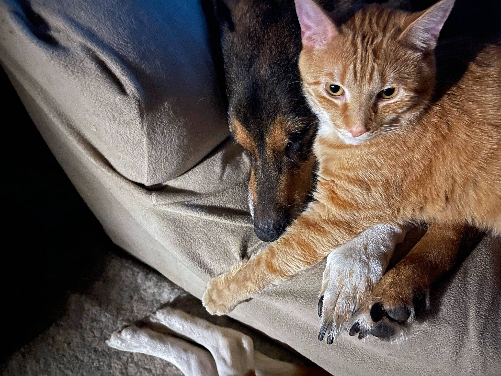 Fitz joined the competition — help win amazing prizes! carnivore, cat, claw, comfort, domestic_short_haired_cat, fawn, felidae, fur, gesture, paw, photo_caption, sitting, small_to_medium_sized_cats, snout, tail, terrestrial_animal, vehicle_door, whiskers, wildlife, window