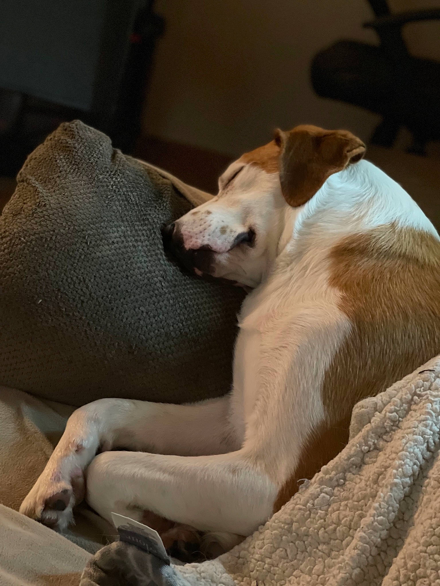 Sterling is registered to the contest to win money with this photo: canidae, carnivore, comfort, companion_dog, dog, dog_breed, fawn, fur, linens, nap, non_sporting_group, paw, pet_supply, snout, sporting_group, tail, terrestrial_animal, whiskers, wood, working_animal