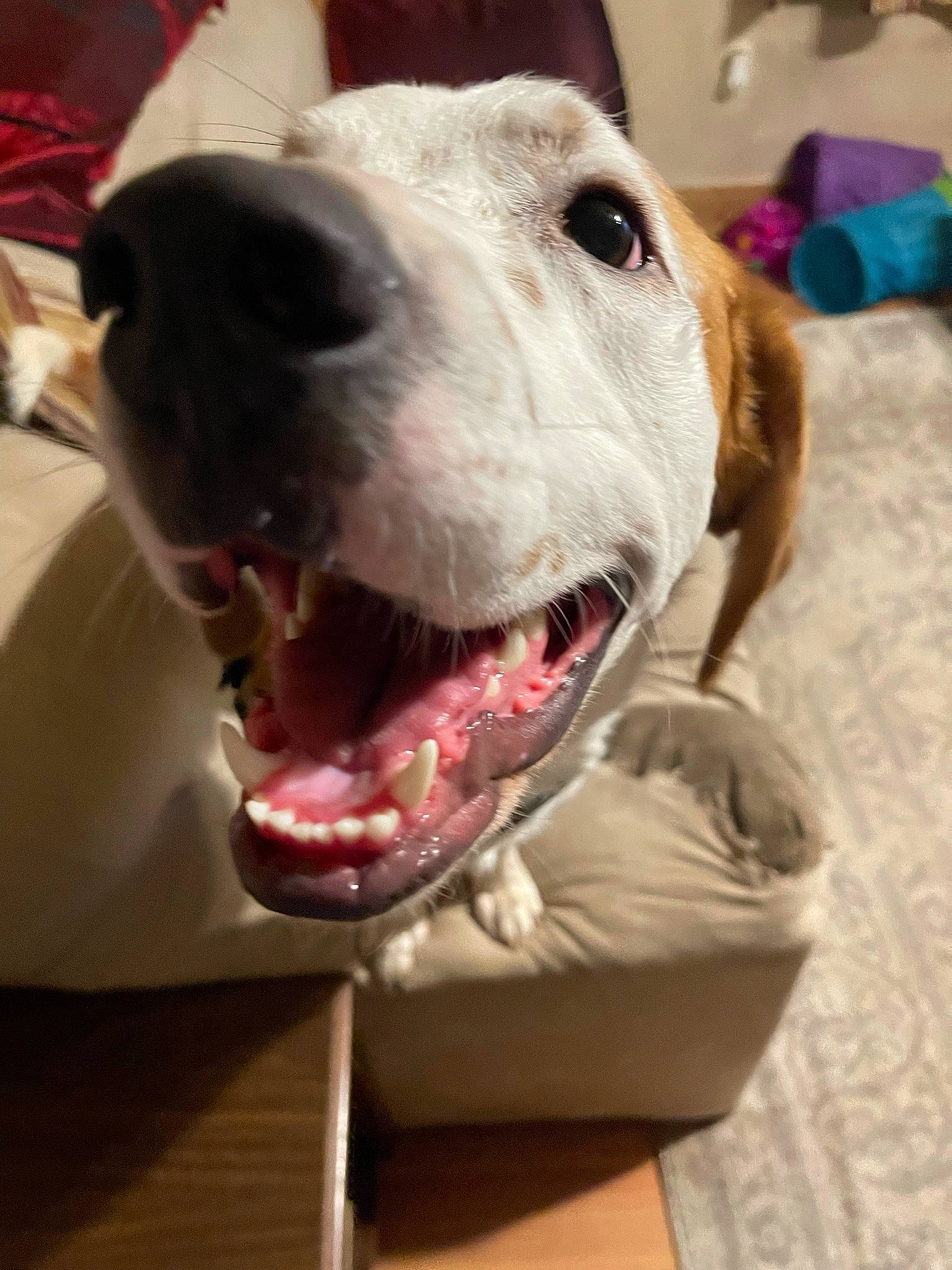 Sterling is registered to the contest to win money with this photo: canidae, carnivore, collar, companion_dog, dog, dog_breed, dog_collar, dog_supply, ear, fang, fawn, fur, jaw, liver, pet_supply, smile, snout, sporting_group, whiskers, working_animal