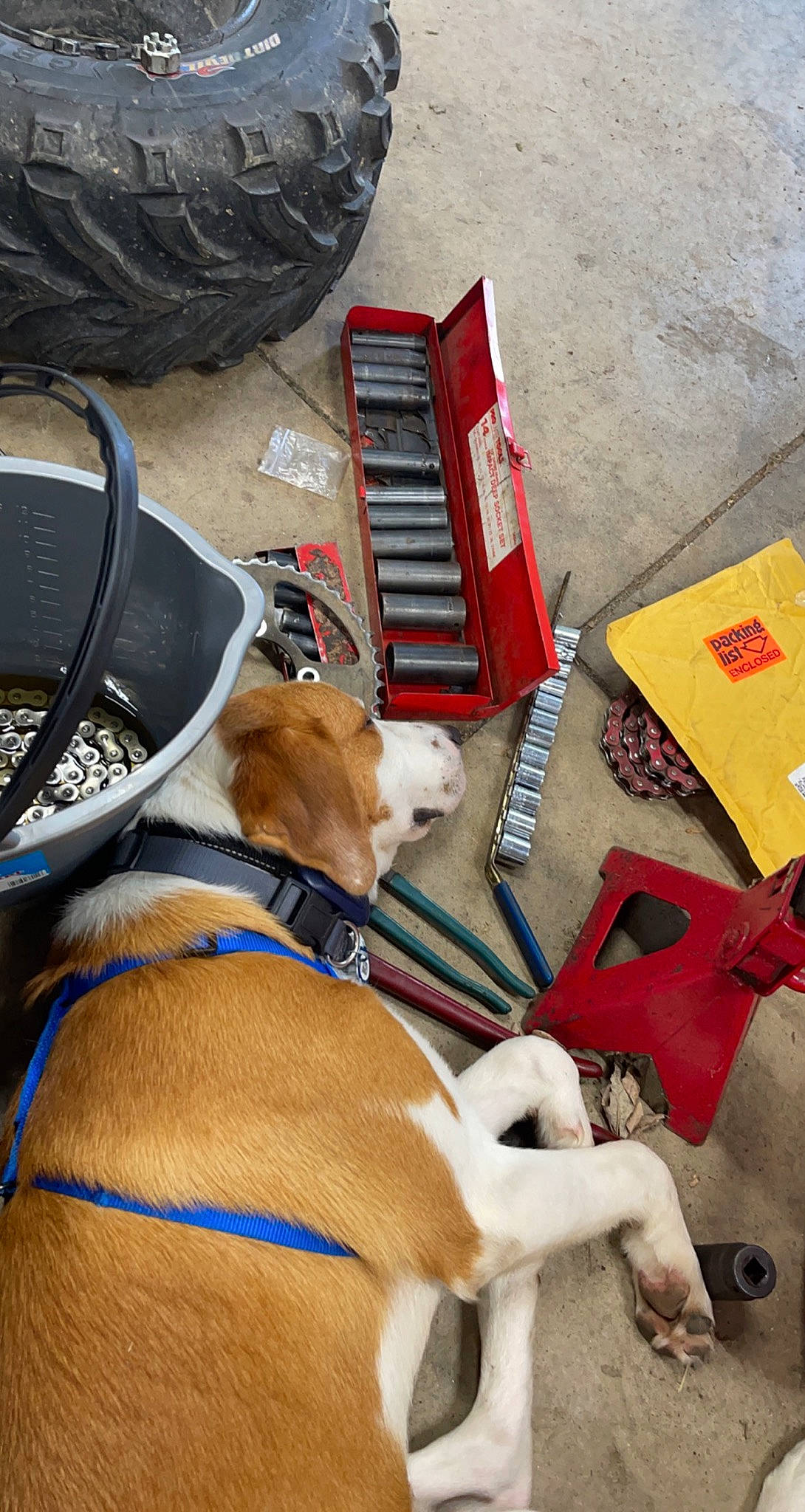 Sterling is registered to the contest to win money with this photo: bag, canidae, carnivore, collar, companion_dog, dog, dog_breed, dog_collar, eyewear, fashion_accessory, fawn, leash, luggage_and_bags, office_equipment, personal_protective_equipment, pet_supply, sporting_group, tail, working_animal