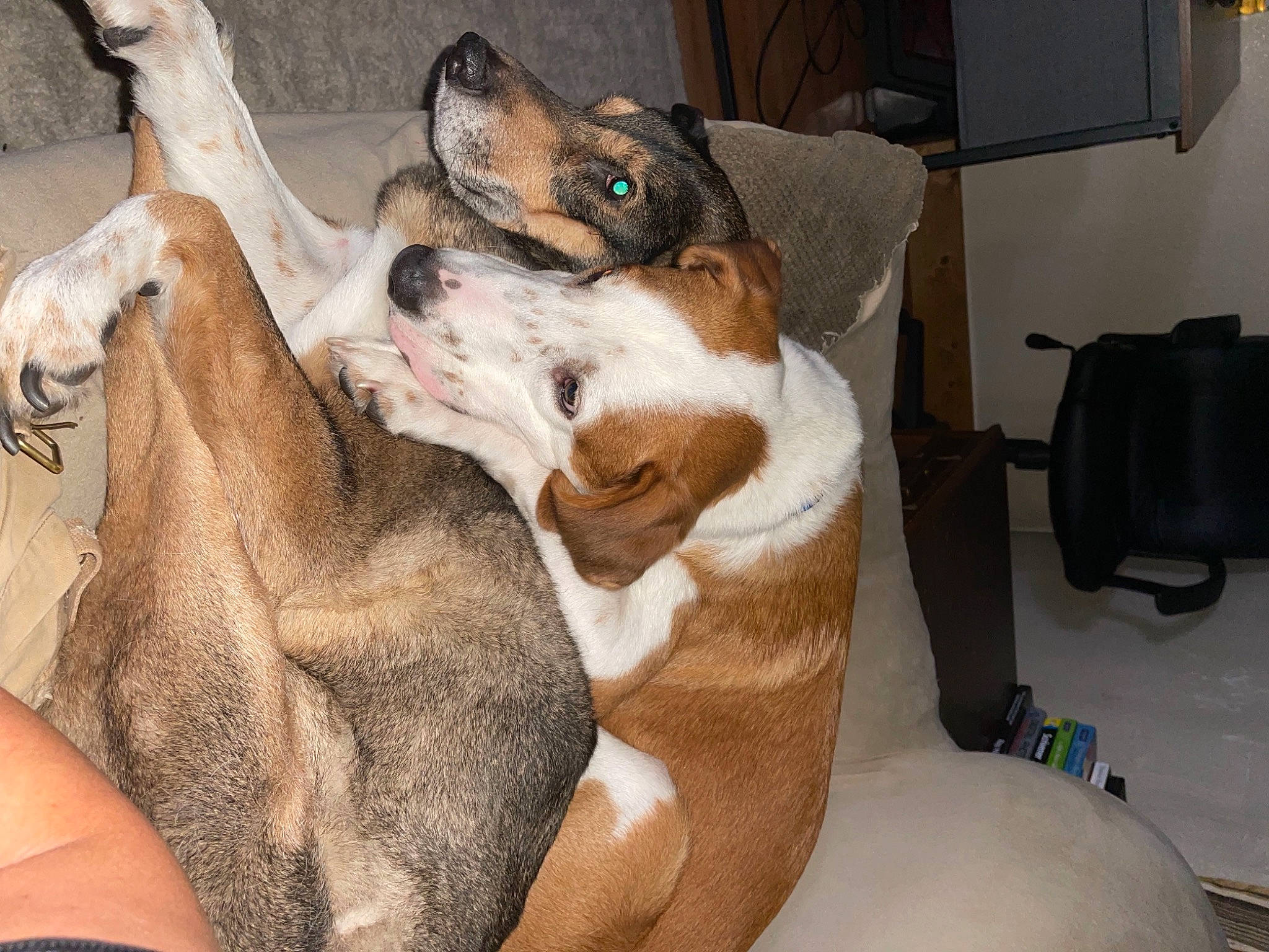 Sterling joined the competition — help win amazing prizes! backpack, bag, carnivore, comfort, companion_dog, dog, dog_bed, dog_breed, dog_supply, fawn, fur, hound, luggage_and_bags, paw, scent_hound, snout, sporting_group, television, whiskers, working_animal