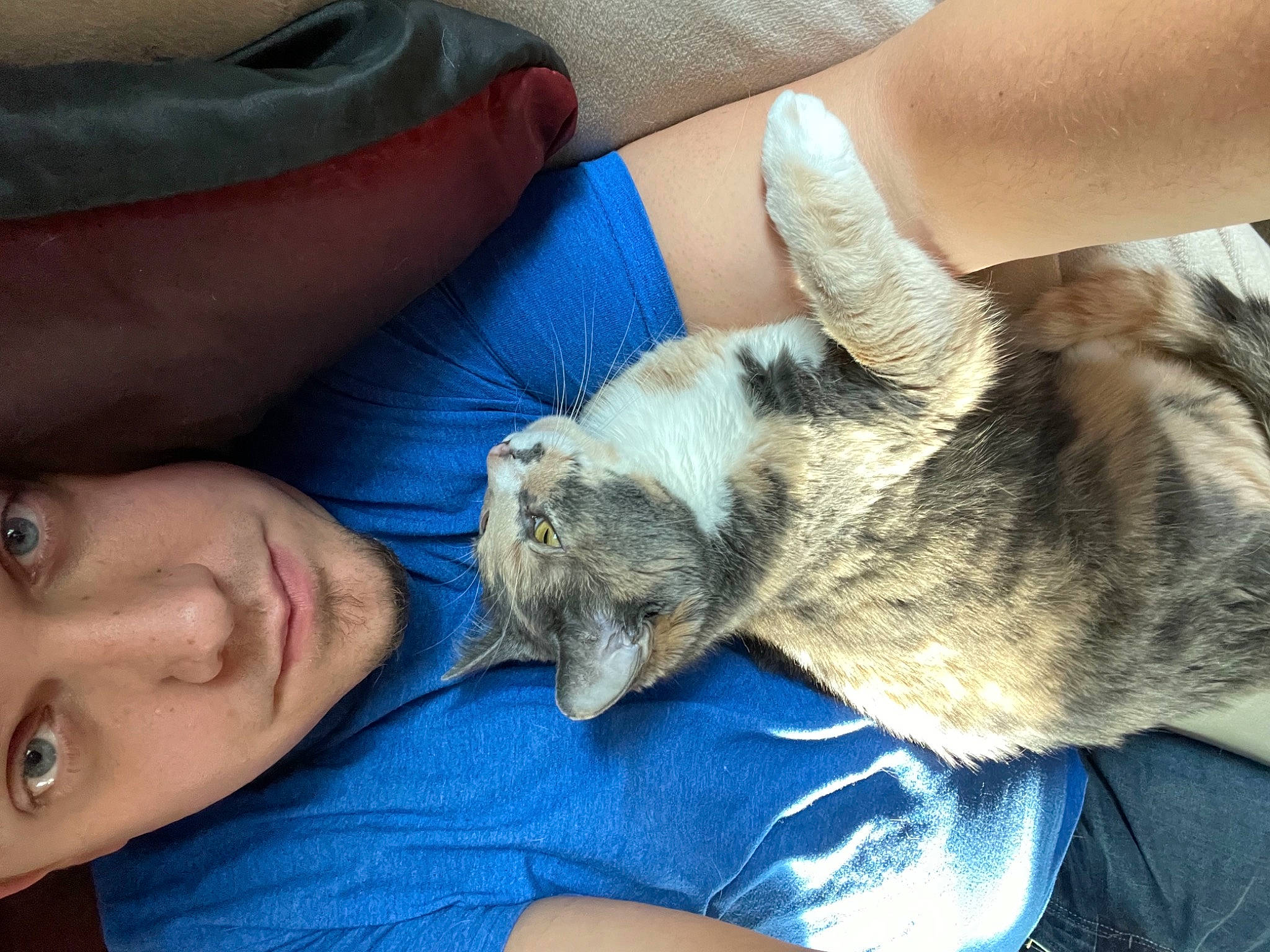 Lily is registered to the contest to win money with this photo: audubons_cottontail, comfort, domestic_short_haired_cat, felidae, fur, gesture, hand, hare, human_leg, lap, nail, paw, rabbit, rabbits_and_hares, skin, small_to_medium_sized_cats, terrestrial_animal, whiskers, wildlife_biologist, wrist