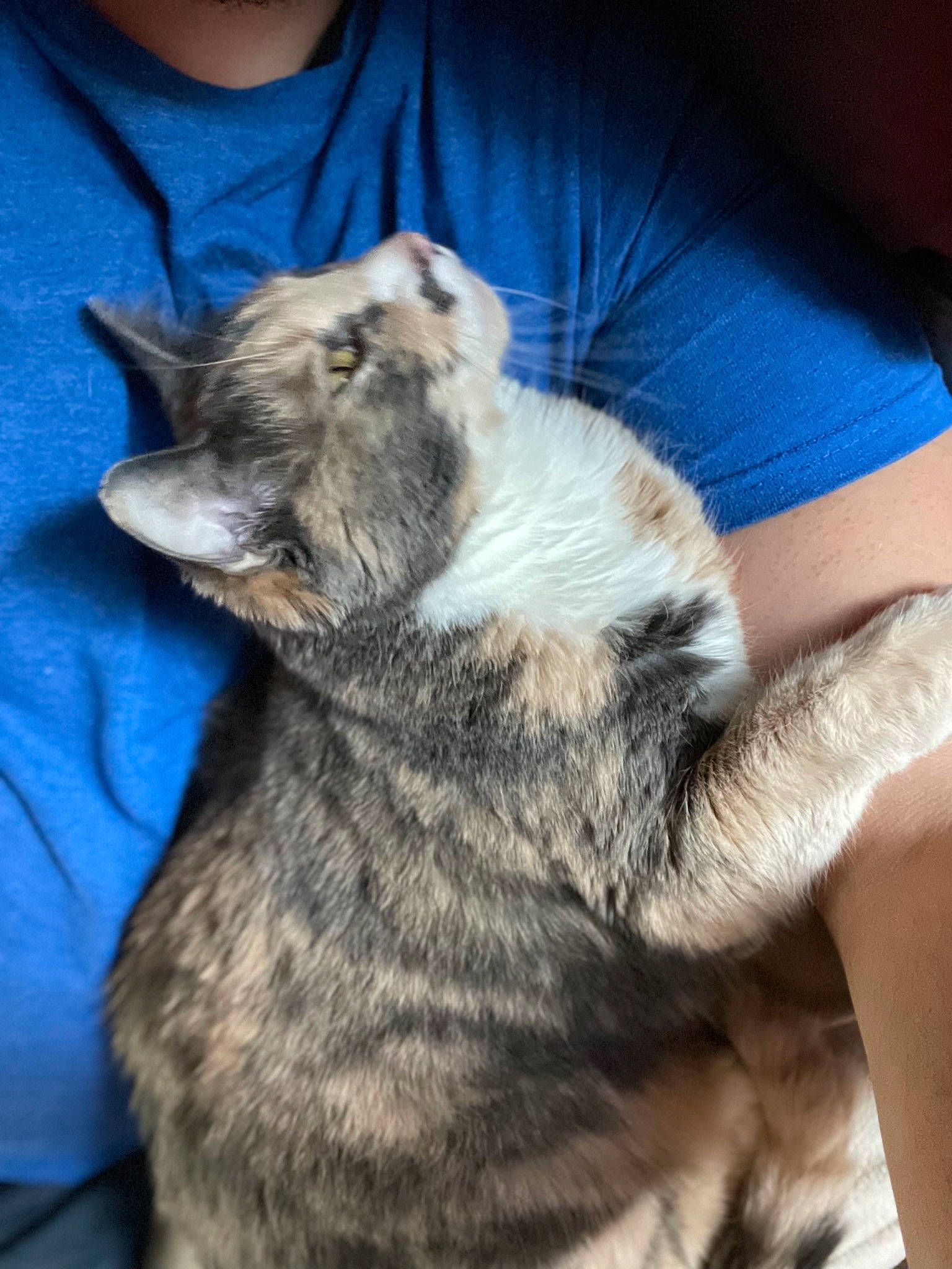 Lily is registered to the contest to win money with this photo: canidae, carnivore, cat, claw, comfort, companion_dog, dog_breed, domestic_short_haired_cat, felidae, fur, lap, marsupial, paw, sitting, small_to_medium_sized_cats, tail, terrestrial_animal, wallaby, whiskers, wildlife_biologist