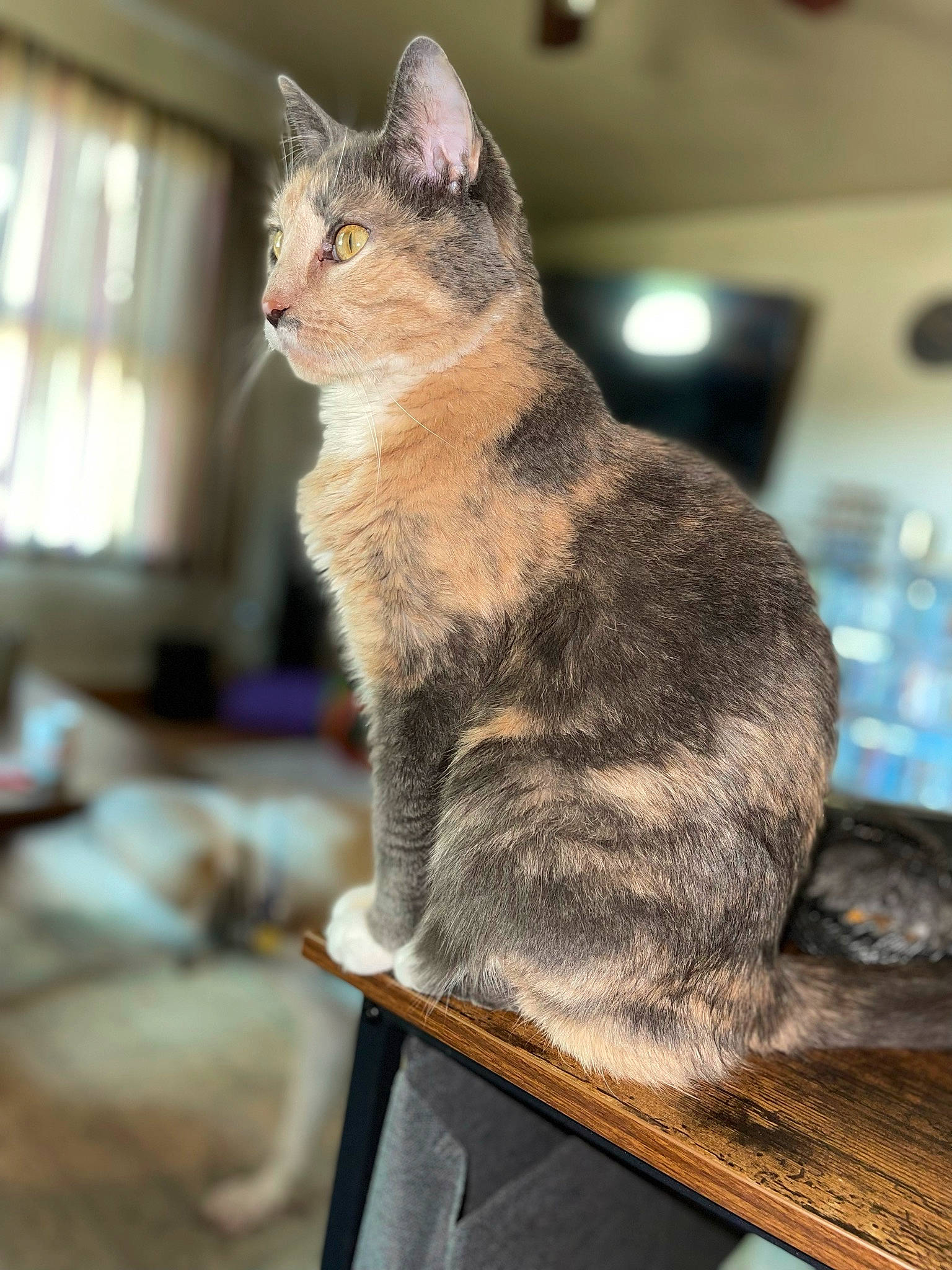 Lily joined the competition — help win amazing prizes! carnivore, cat, cat_supply, claw, domestic_short_haired_cat, felidae, fur, sitting, small_to_medium_sized_cats, snout, tail, terrestrial_animal, whiskers, wildlife, window