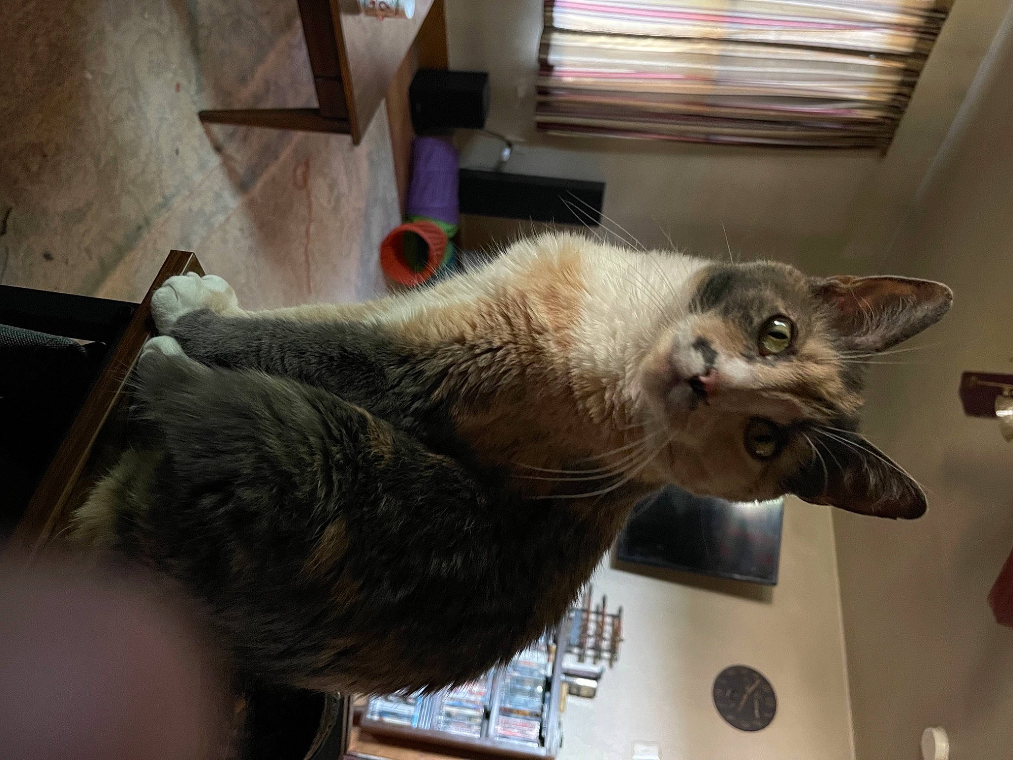 Lily joined the competition — help win amazing prizes! carnivore, cat, claw, domestic_short_haired_cat, felidae, fur, paw, small_to_medium_sized_cats, snout, tail, whiskers, window