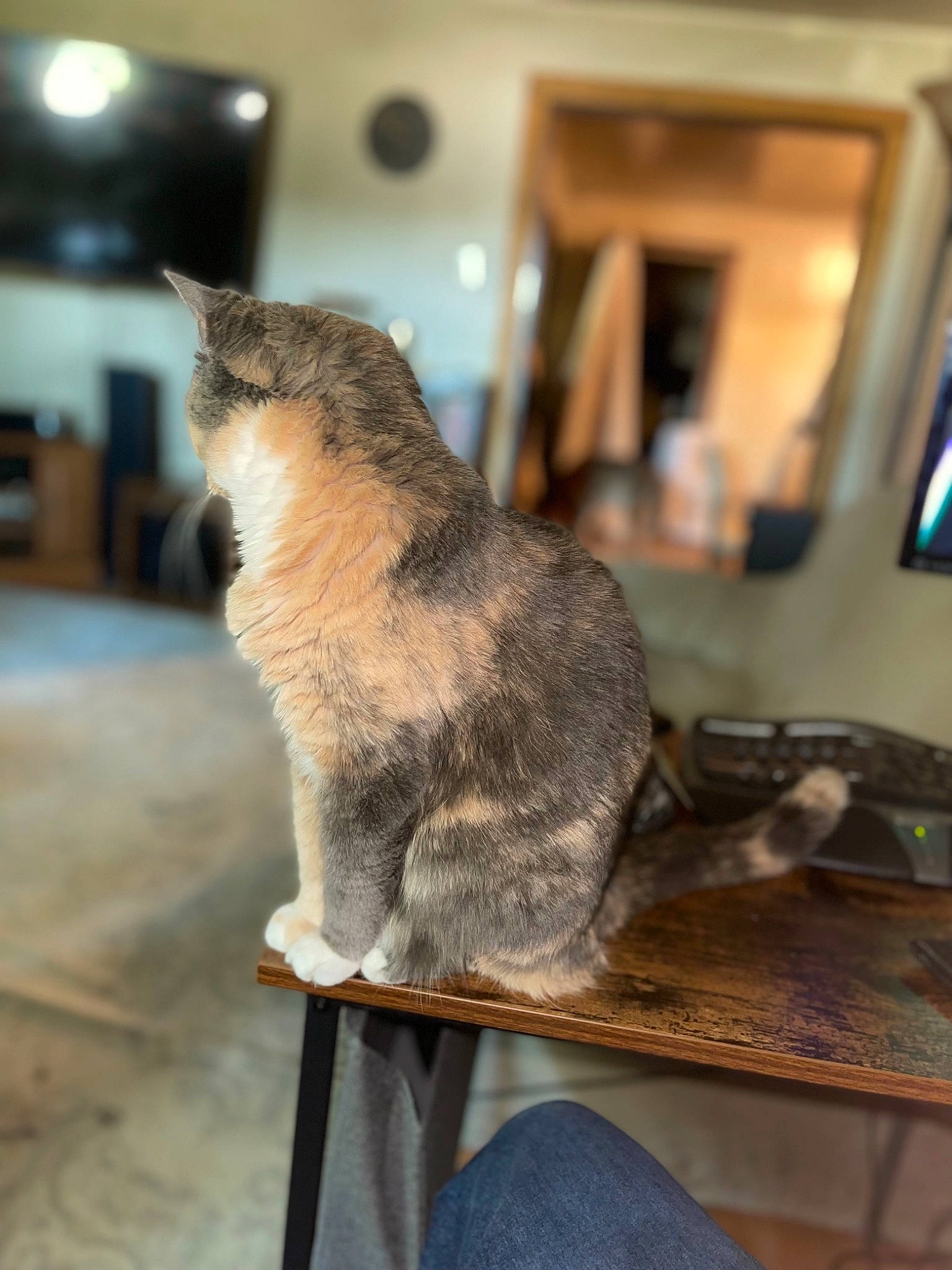 Lily is registered to the contest to win money with this photo: carnivore, cat, claw, domestic_short_haired_cat, fawn, felidae, flooring, fur, grey, hardwood, metal, picture_frame, room, small_to_medium_sized_cats, snout, table, tail, television_set, whiskers, wood