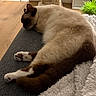cat, siamese_cat, sleeping, couch, blanket, indoor, pet, fur, cozy, relaxing, paw, tail, home, furniture, plant, wooden_floor, resting, animal, mammal, domestic