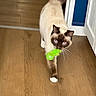 cat, siamese_cat, pet, indoor, wooden_floor, toy, green_toy, walking, animal, feline, brown, white_paws, door, blue_wall, house, domestic, whiskers, fur, playful, cute