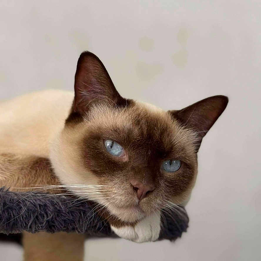 Milo participe au concours pour gagner de l'argent avec cette photo : cat, siamese_cat, blue_eyes, pet, animal, feline, indoor, resting, closeup, fur, whiskers, cute, portrait, relaxed, soft_texture, perch, domestic_animal, mammal, calm, sleepy