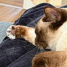 Milo participe au concours pour gagner de l'argent avec cette photo : cat, siamese_cat, sleeping, paw, whiskers, close_up, indoor, blanket, feline, pet, resting, fur, cozy, relaxation, animal, soft_light, home, wood_floor, texture, quiet