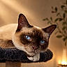 animal, black_perch, blue_eyes, blurred_background, candles, cat, closeup, cozy, feline, fur, home, indoor, pet, portrait, relaxed, resting, siamese_cat, soft_light, warm_colors, whiskers