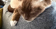 Milo a rejoint le concours — aidez-le/la à gagner de superbes lots ! cat, sleeping, paw, cushion, gray, indoor, cozy, feline, closeup, resting, home, decor, framed_art, wall, soft_light, whiskers, fur, relaxation, domestic_animal, nap