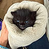 Microchat participe au concours pour gagner de l'argent avec cette photo : kitten, black_cat, towel, hand, indoor, cozy, fur, cute, pet, animal, soft, wrapped, curious, small, fuzzy, warm, blue_eyes, person, floor, casual_clothing