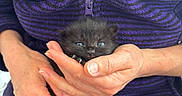 Microchat a rejoint le concours — aidez-le/la à gagner de superbes lots ! kitten, cat, black_cat, blue_eyes, hands, person, purple_jacket, striped_clothing, fleece, cozy, cute, small_animal, pet, domestic_animal, indoor, close_up, holding, nurturing, animal_portrait, fingers