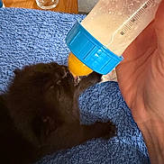 Microchat a rejoint le concours — aidez-le/la à gagner de superbes lots ! kitten, black_cat, baby_bottle, hand, blue_towel, milk, pet, animal, indoor, feeding, cute, small, fur, resting, glass, tissue_box, table, close_up, domestic_animal, young