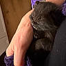 Microchat participe au concours pour gagner de l'argent avec cette photo : kitten, black_cat, sleeping, hand, arm, fur, pet, animal, indoor, closeup, cozy, resting, person, fingers, clothing, soft, domestic_animal, cute, companion, warm