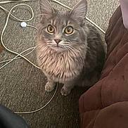 Decker joined the competition — help win amazing prizes! cat, gray_cat, fluffy, pet, indoor, carpet, cables, curious, golden_eyes, feline, whiskers, ears, sitting, looking_up, brown_quilt, household, domestic_animal, close_up, cute, animal