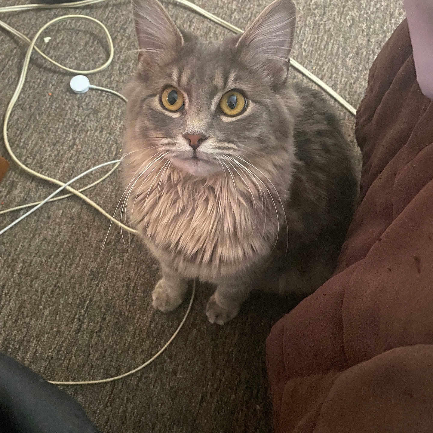 Decker joined the competition — help win amazing prizes! cat, gray_cat, fluffy, pet, indoor, carpet, cables, curious, golden_eyes, feline, whiskers, ears, sitting, looking_up, brown_quilt, household, domestic_animal, close_up, cute, animal