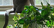Sebastian joined the competition — help win amazing prizes! cat, gray_cat, windowsill, window, sunlight, green_plant, pothos, indoor, houseplant, collar, pet, feline, table, leaf, nature, daylight, domestic, animal, plant_pot, shadow