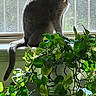 cat, gray_cat, windowsill, window, sunlight, green_plant, pothos, indoor, houseplant, collar, pet, feline, table, leaf, nature, daylight, domestic, animal, plant_pot, shadow