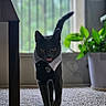 Sebastian joined the competition — help win amazing prizes! animal, balcony, black_cat, bow_tie, carpet, cat, collar, cute, domestic, furniture_leg, houseplant, indoor, light, pet, plant, potted_plant, shadow, tongue_out, walking, window