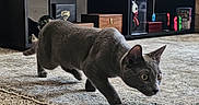 Sebastian is registered to the contest to win money with this photo: animal, blinds, carpet, cat, christmas_tree, entertainment_center, focused, furniture, game_console, gray_cat, holiday, indoor, living_room, ornaments, pet, plant, santa_hat, television, window, wooden_box