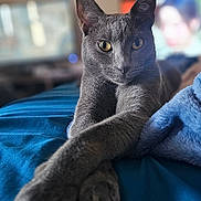 Sebastian joined the competition — help win amazing prizes! animal, bed, blue_blanket, blurred_background, cat, close_up, cozy, domestic, feline, focused, fur, gray_cat, indoor, pet, portrait, relaxed, soft_texture, stretching, whiskers, yellow_eyes