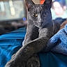 animal, bed, blue_blanket, blurred_background, cat, close_up, cozy, domestic, feline, focused, fur, gray_cat, indoor, pet, portrait, relaxed, soft_texture, stretching, whiskers, yellow_eyes