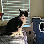 Nimo is registered to the contest to win money with this photo: animal, bed, bedroom, black_and_white, blanket, blinds, cat, cat_tree, ears, furniture, home, indoors, open_mouth, pet, portrait, sitting, sunlight, tuxedo_cat, whiskers, window